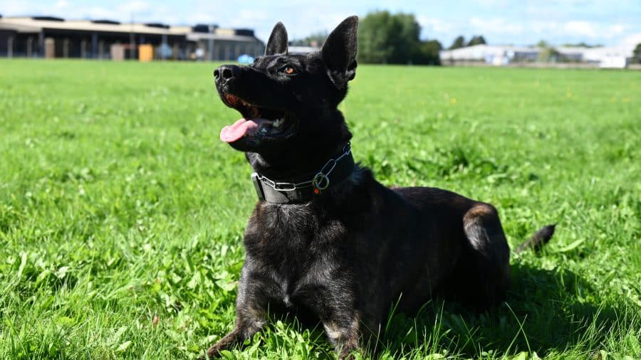 Police dog