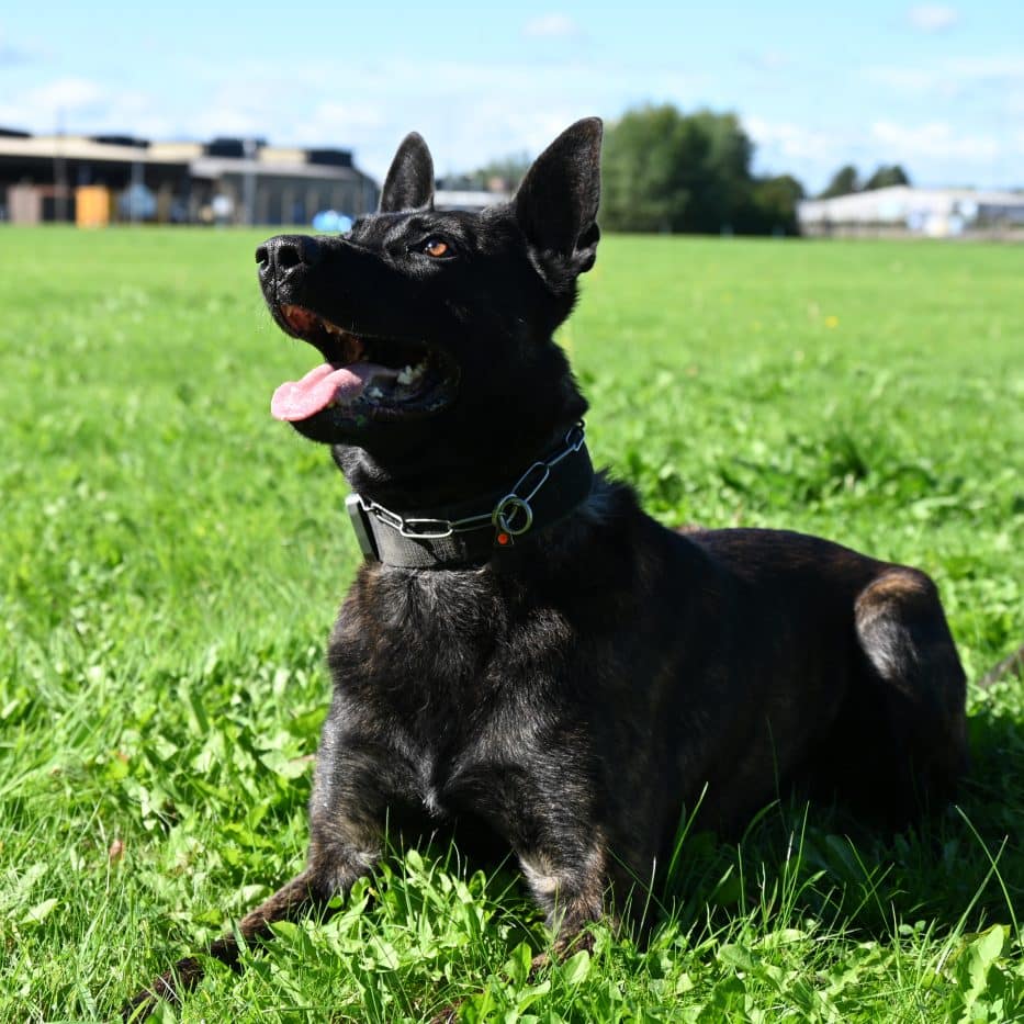Police dog