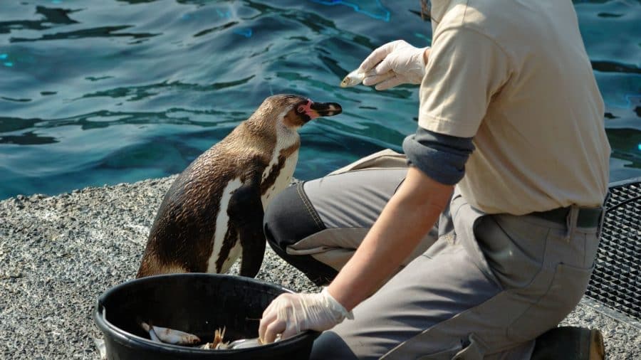 Zoo keeper feeding a penguin