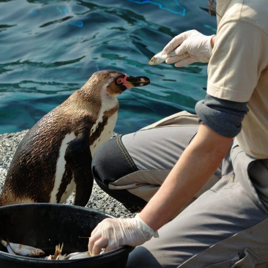 Zoo keeper feeding a penguin
