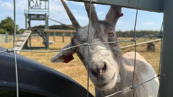 A picture of Fudge the goat