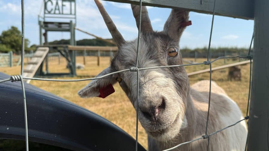 A picture of Fudge the goat