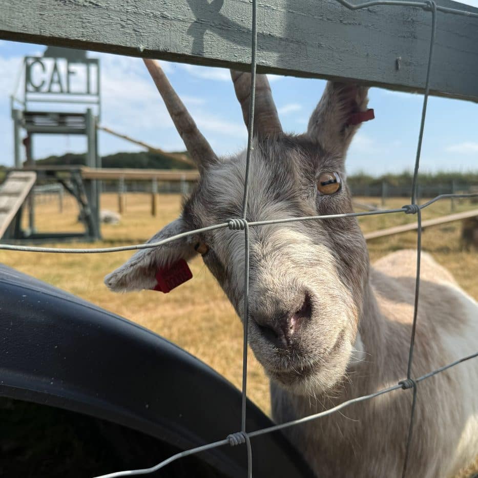 A picture of Fudge the goat